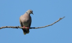 Streptopelia turtur