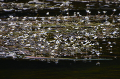 Ranunculus aquatilis