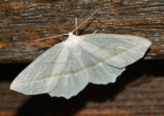 Campaea perlata