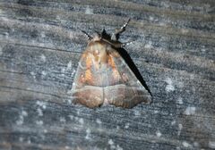 Scoliopteryx libatrix