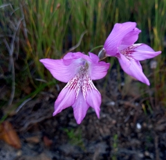 Gladiolus hirsutus