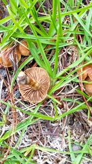 Conocybe tenera