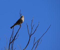 Emberiza calandra