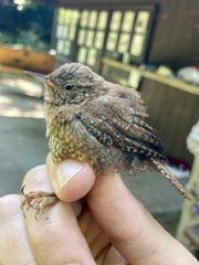 Troglodytes hiemalis