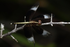 Neurothemis tullia