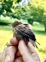 Troglodytes hiemalis