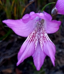 Gladiolus hirsutus