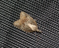 Platynota idaeusalis