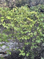 Cercis canadensis texensis
