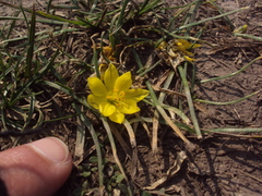 Nothoscordum dialystemon