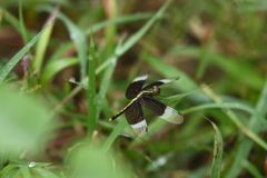 Neurothemis tullia