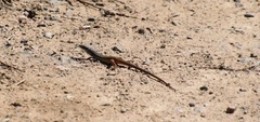 Psammodromus algirus