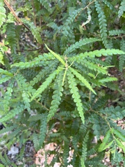 Comptonia peregrina