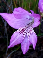 Gladiolus hirsutus