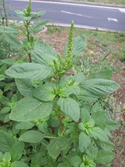 Amaranthus powellii