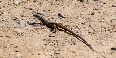 Psammodromus algirus