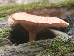 Lactarius helvus
