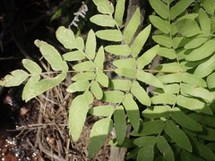 Osmunda regalis