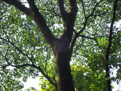 Triadica cochinchinensis