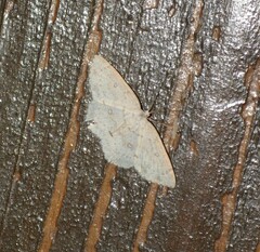 Cyclophora pendulinaria