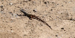 Psammodromus algirus