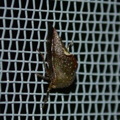 Telamona monticola