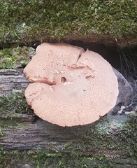 Lactarius helvus