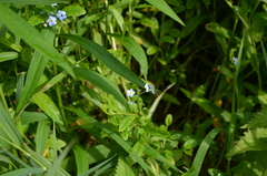 Myosotis scorpioides