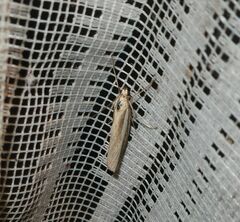 Agriphila tristella