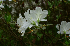 Rhododendron mucronatum