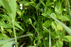 Myosotis scorpioides