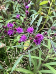 Vernonia noveboracensis