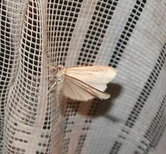 Agriphila tristella