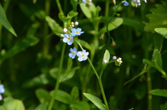 Myosotis scorpioides