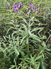 Vernonia noveboracensis