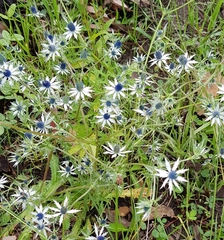 Eryngium