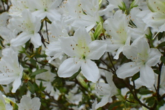 Rhododendron mucronatum