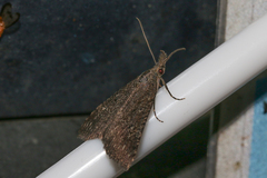 Hypena