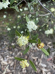 Phebalium squamulosum