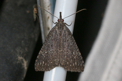 Hypena