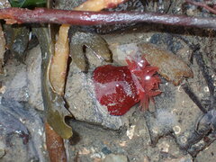 Actinia equina