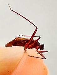 Miridae