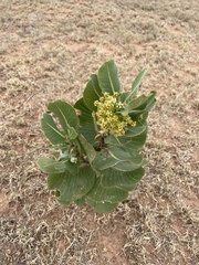 Asclepias latifolia