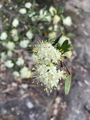 Phebalium squamulosum