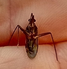 Miridae