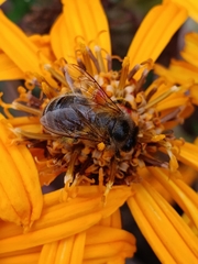 Apis mellifera
