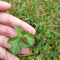 Plantae