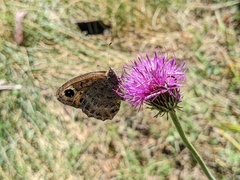 Satyrus actaea
