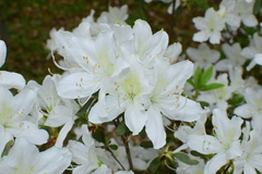 Rhododendron mucronatum