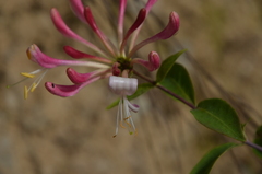 Lonicera periclymenum